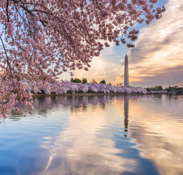 Yoshino cherry trees in bloom around the Washington, D.C. Tidal Basin with Washington Monument in the background.