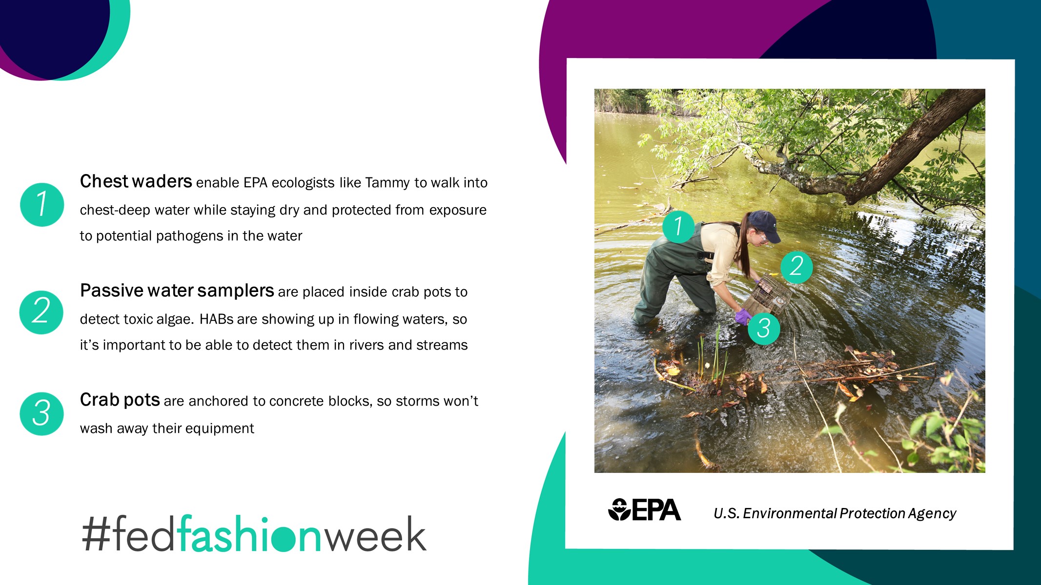 EPA ecologist examining a stream. Graphic overlay with text of on her checking a stream - 1, chest waders enable EPA ecologists like Tammy to walk into chest deep water while staying dry and protected from exposure to potential pathogens in the water. 2, passive water samplers are placed inside crab ports to detect toxic algae. HABs are showing up in flowing waters so it's important to be able to detect them in rivers and streams. 3, crab pots are anchored to concrete blocks, so storms won't wash away their equipment.