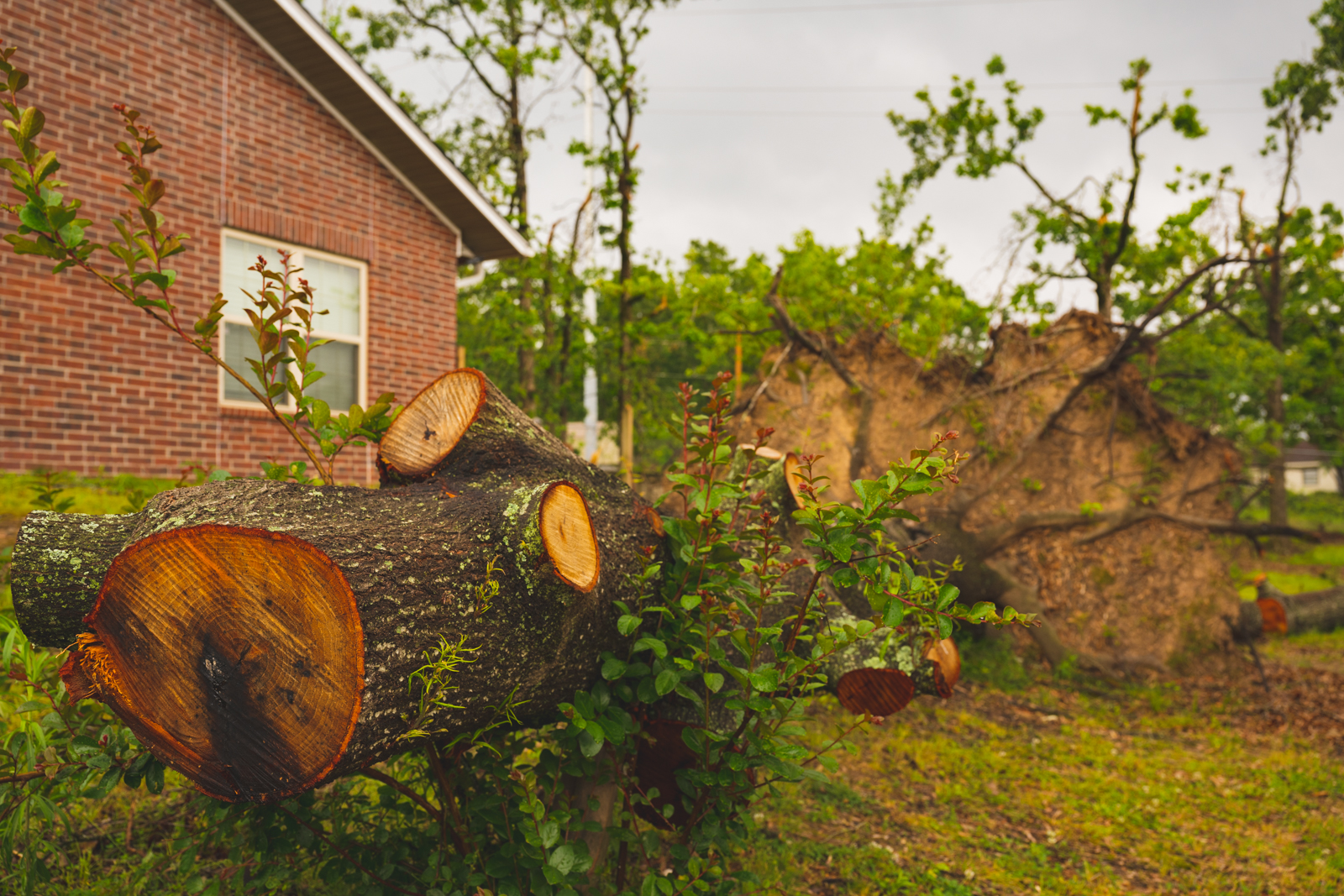 Photo of storm disaster image of tree trunk in front of house.