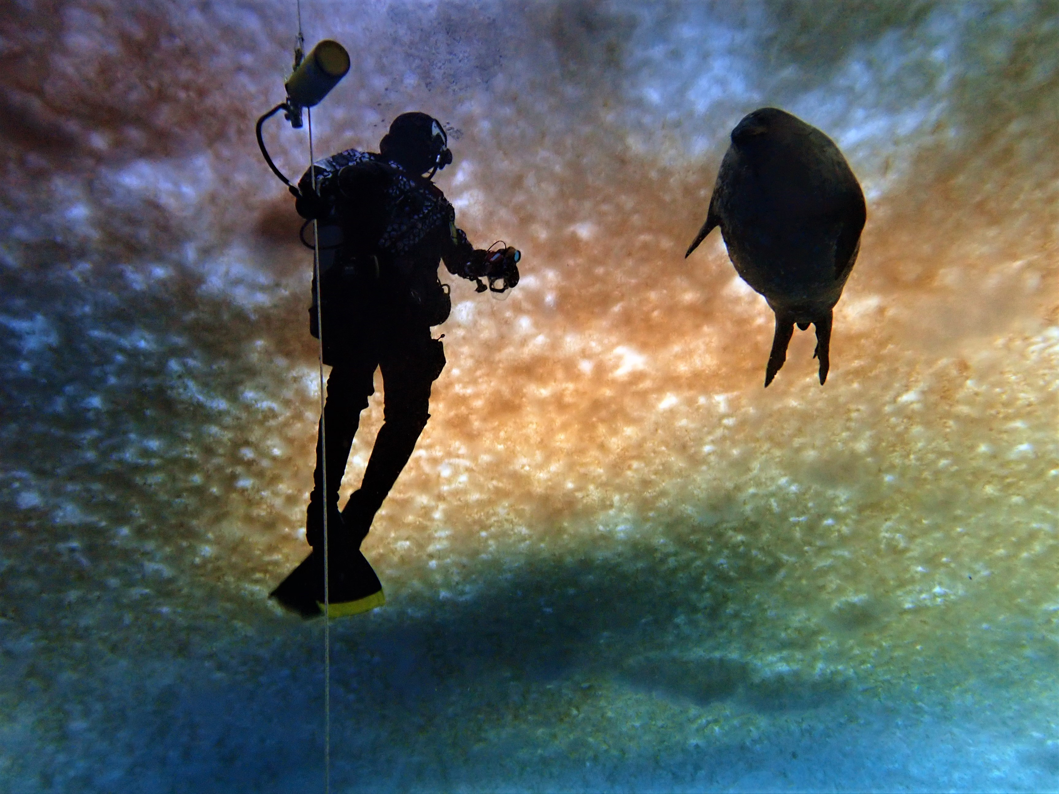 Photo of Steve Rupp diving